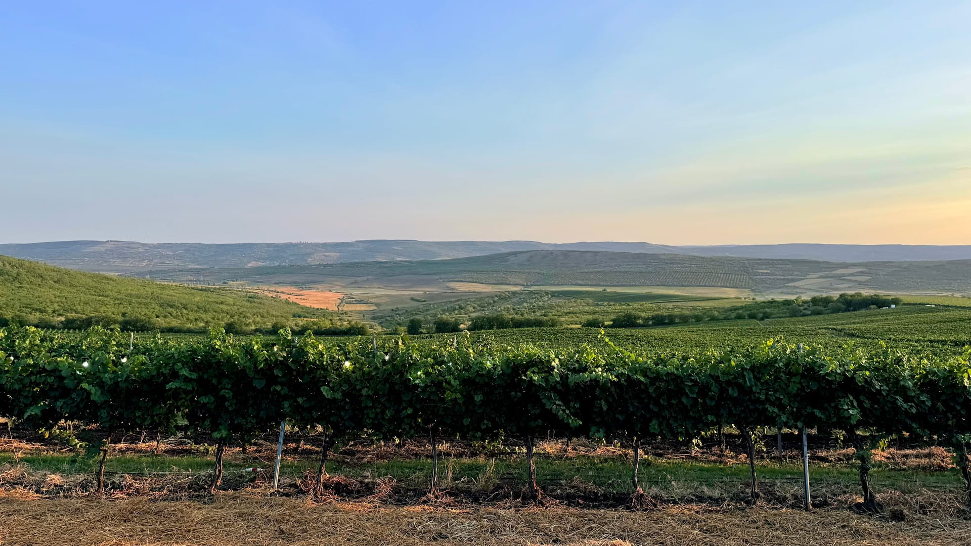 Ce înseamnă DOP pe eticheta unui vin moldovenesc?